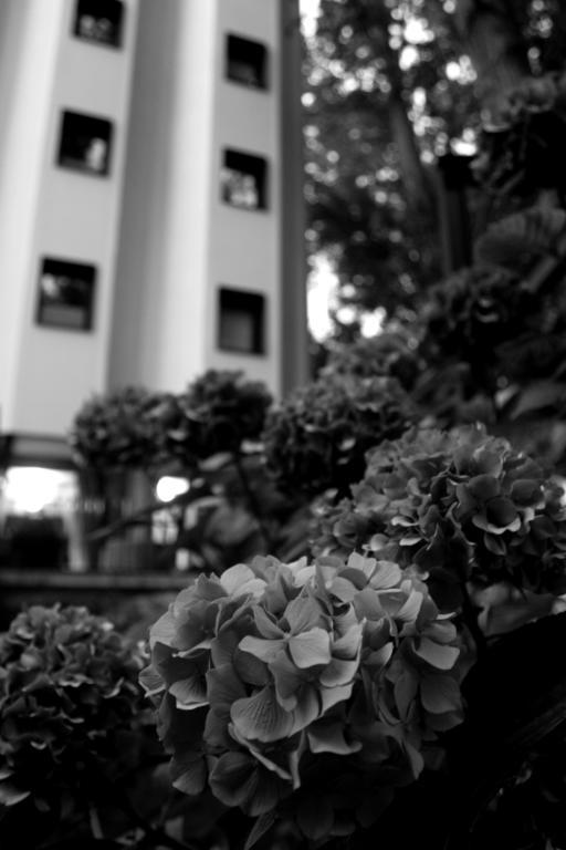 Hotel Tximista Estella Exterior foto